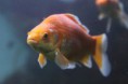 /album/koi-kapr/a84-jpg/