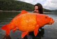 /album/koi-kapr/a86-jpg/
